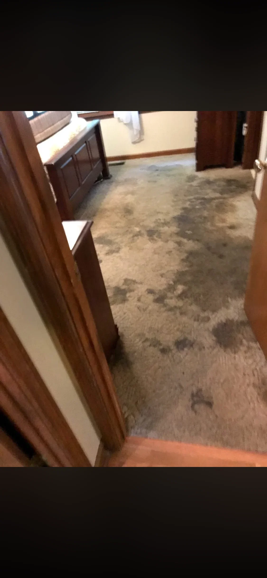Bedroom carpet cleaning showing stain removal and deep cleaning treatment on residential carpet